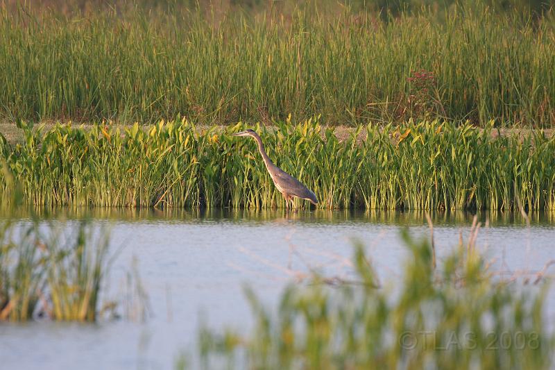 Great Blue Heron 092008 255.jpg